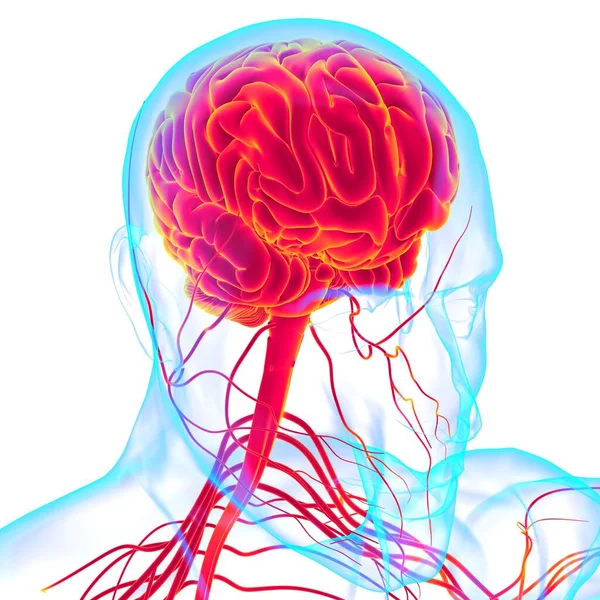 Anatomía Cerebral Humana Para Concepto Médico Ilustración — Foto de Stock