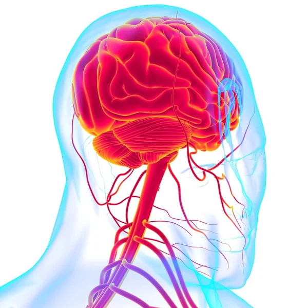 Human Brain Anatomy Medical Concept Illustration — Stock Photo, Image