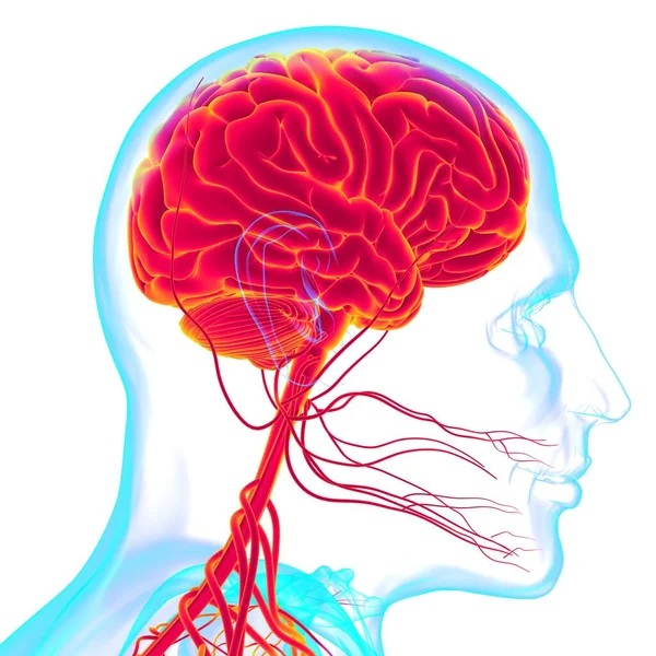 Anatomia Mózgu Człowieka Dla Koncepcji Medycznej Ilustracja — Zdjęcie stockowe