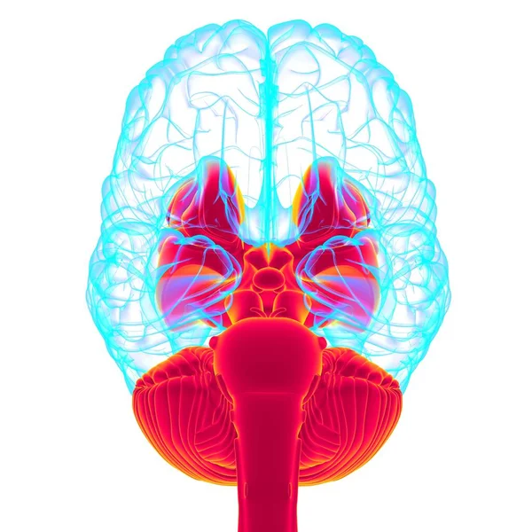 Piezas Internas Del Cerebro Humano Anatomía Para Concepto Médico Ilustración — Foto de Stock