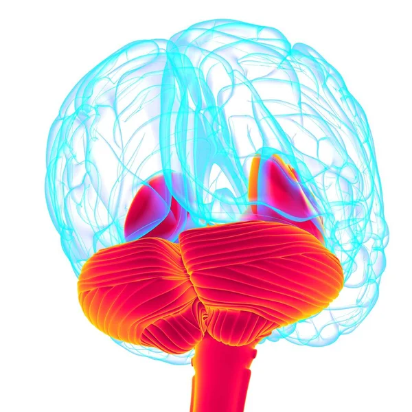 医学概念三维图解的人脑内部解剖 — 图库照片