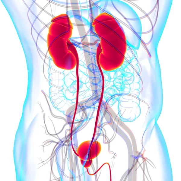 의학적 삽화에 방해석 Bladder Anatomy Medical Concept Illustration 비뇨기과 — 스톡 사진