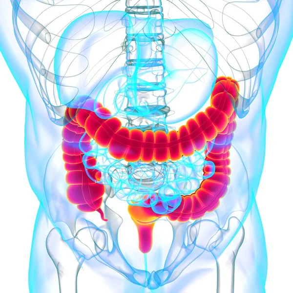 Anatomia Humana Sistema Digestivo Ilustração Intestino Grande Para Conceito Médico — Fotografia de Stock