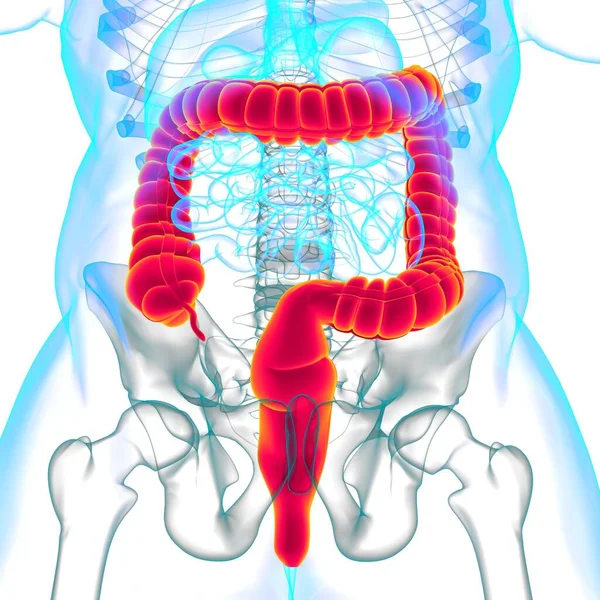 大腸3Dイラスト ヒューマン消化器系解剖学講座 — ストック写真