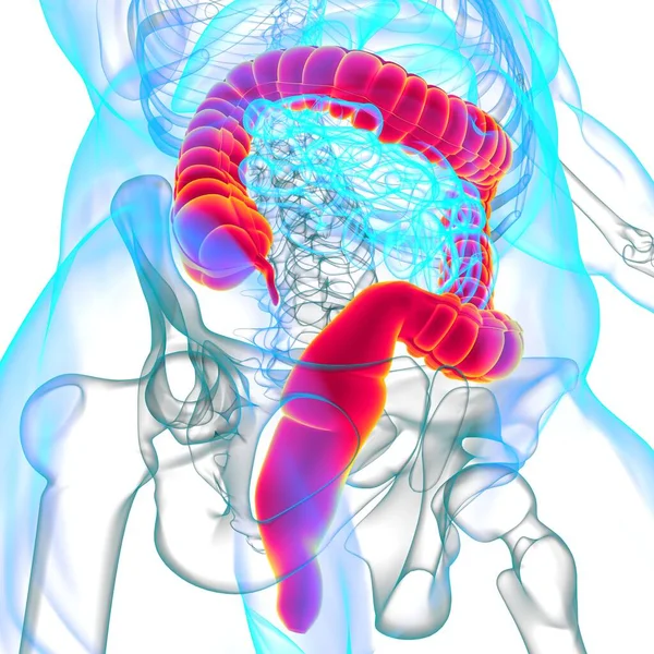 Anatomia Del Sistema Digestivo Umano Dell Illustrazione Grande Intestino Concetto — Foto Stock