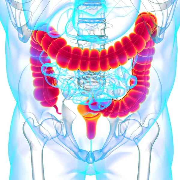 大腸3Dイラスト ヒューマン消化器系解剖学講座 — ストック写真