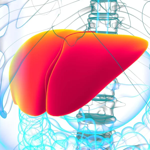 Karaciğer 3D Görüntü İnsan Sindirim Sistemi Anatomisi Tıbbi Konsept İçin