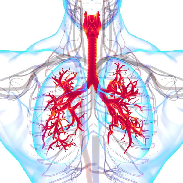 Anatomia Humana Sistema Respiratório Dos Pulmões Para Ilustração Médica Conceito — Fotografia de Stock