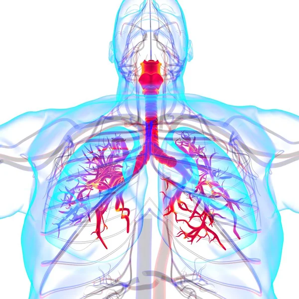 Anatomía Del Sistema Respiratorio Humano Los Pulmones Para Ilustración Del — Foto de Stock