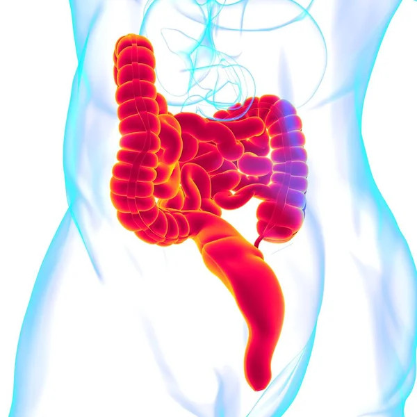 Малый Большой Кишечник Иллюстрация Анатомия Пищеварительной Системы Человека Медицинской Концепции — стоковое фото