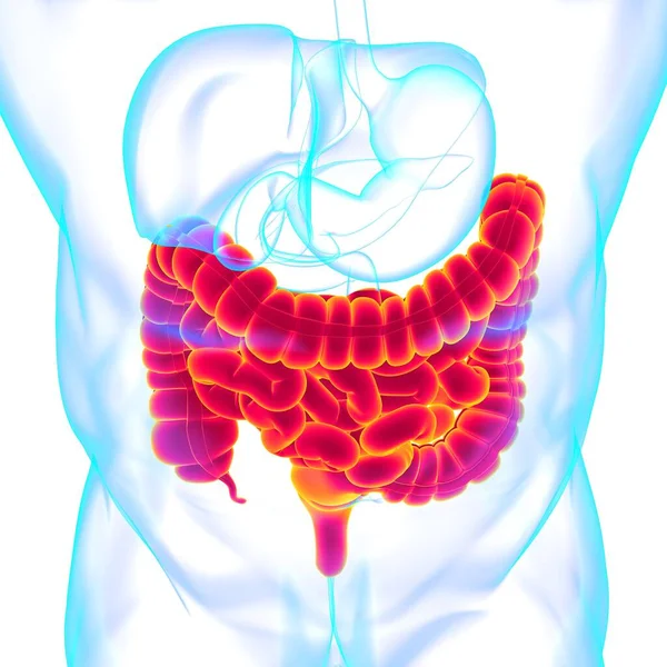 Anatomía Del Sistema Digestivo Humano Ilustración Del Intestino Delgado Grueso — Foto de Stock