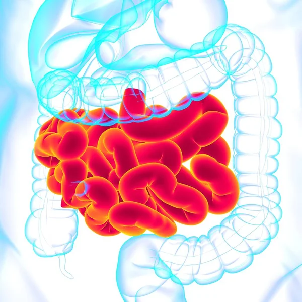 Anatomía Del Sistema Digestivo Humano Ilustración Del Intestino Delgado Para — Foto de Stock