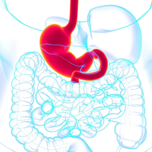 Stomach Anatomy Human Digestive System Medical Concept Illustration — Stock Photo, Image