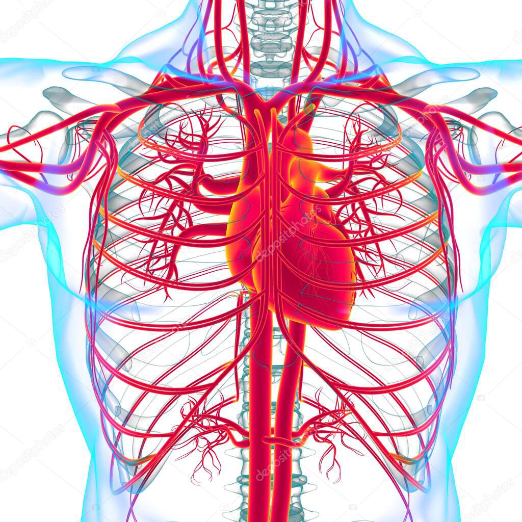 Human Heart With Circulatory System Anatomy For Medical Concept 3D Illustration