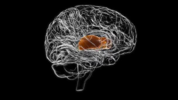 Мозку Putamen Анатомія Медичної Концепції Анімації — стокове відео