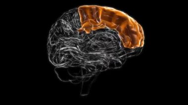 Brain superior frontal gyrus Anatomy For Medical Concept 3D Animation