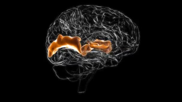 Brain Posterior Part Right Superior Temporal Gyrus Anatomy Medical Concept — Stock video