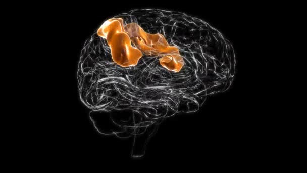 Brain Postcentral Gyrus Anatomy Medical Concept Animation — стоковое видео
