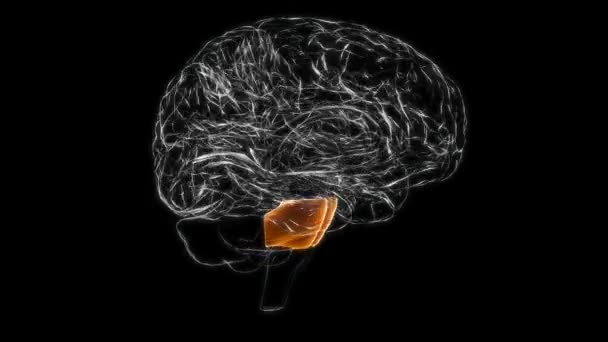 Brain Pons Anatomy Medical Concept Animation — Vídeo de Stock