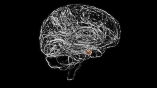 Brain Pituitary Gland Anatomy Medical Concept Animation — стоковое видео