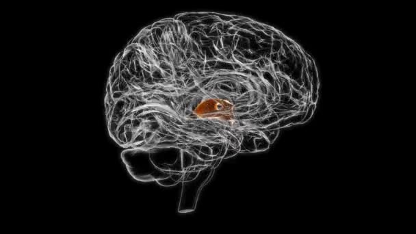 Brain Third Ventricle Anatomy Medical Concept Animation — Vídeos de Stock