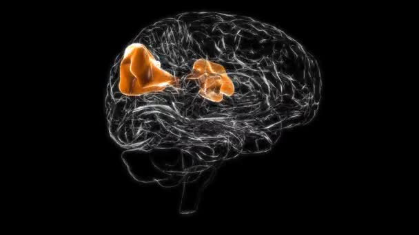 Супрамагінальна Звивина Мозку Анатомія Медичної Концепції Анімація — стокове відео