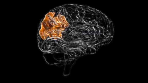 Brain Superior Parietal Lobule Anatomy Medical Concept Animation — Stock Video