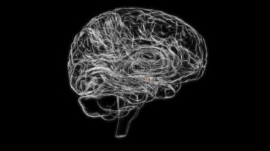 Brain Mammillary body Anatomy For Medical Concept 3D Animation
