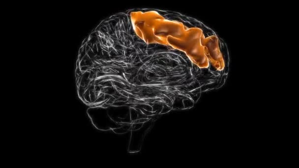 Середня Лобова Звивина Мозку Анатомія Медичної Концепції Анімація — стокове відео