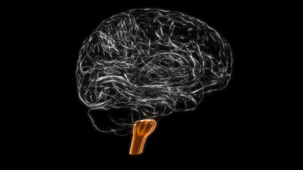 Brain Medulla Oblongata Anatomy Medical Concept Animation — стоковое видео