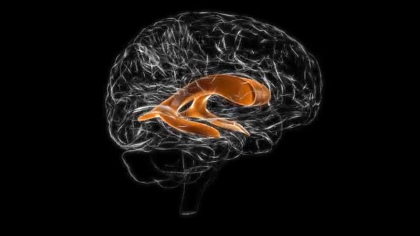 Brain Lateral Ventricle Anatomy Medical Concept Animation — Vídeos de Stock