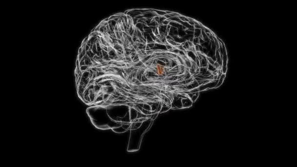 Brain Interventricular Foramen Anatomy Medical Concept Animation — ストック動画