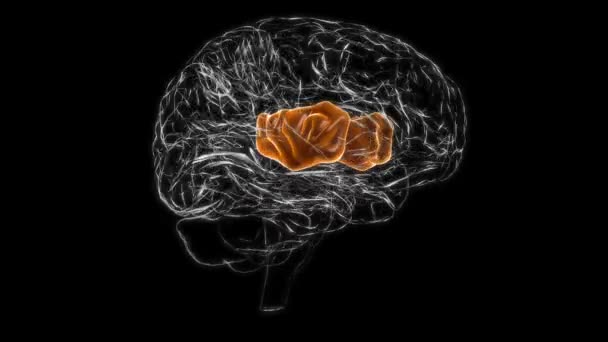 Brain Insula Anatomy Medical Concept Animation — Stok video