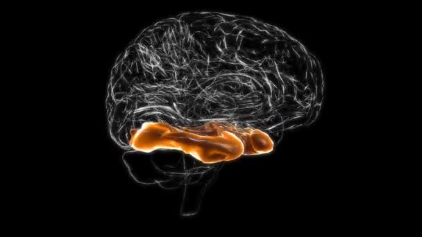 Brain Inferior Frontal Gyrus Anatomy Medical Concept Animation — Stok video