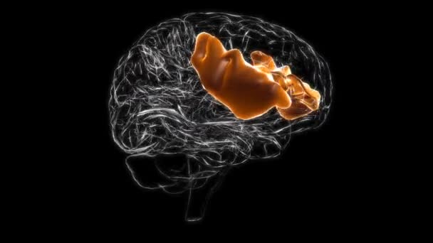 Brain Inferior Frontal Gyrus Anatomy Medical Concept Animation — Vídeos de Stock