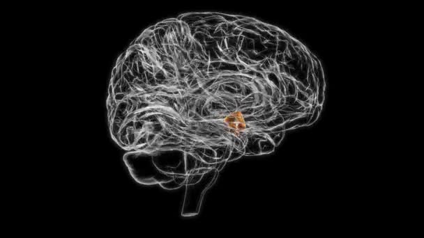 Brain Hypothalamus Anatomy Medical Concept Animation — Stok video