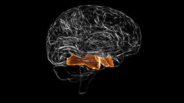 Brain Fusiform Gyrus Anatomy Medical Concept Animation — Stock video