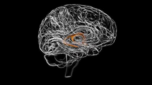 Brain Fornix Forebrain Anatomy Medical Concept Animation — Stock Video
