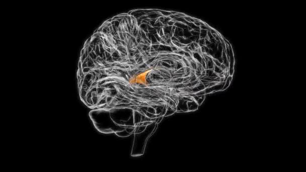 Brain Commissure Fornix Forebrain Anatomy Medical Concept Animation — Vídeos de Stock