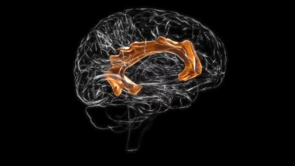 Brain Cingulate Gyrus Anatomy Medical Concept Animation — Vídeo de Stock
