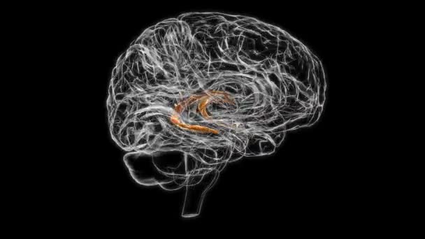 Brain Choroid Plexus Cerebral Hemisphere Anatomy Medical Concept Animation — Stok video