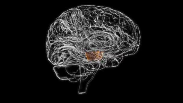 Brain Cerebral Peduncle Anatomy Medical Concept Animation — ストック動画