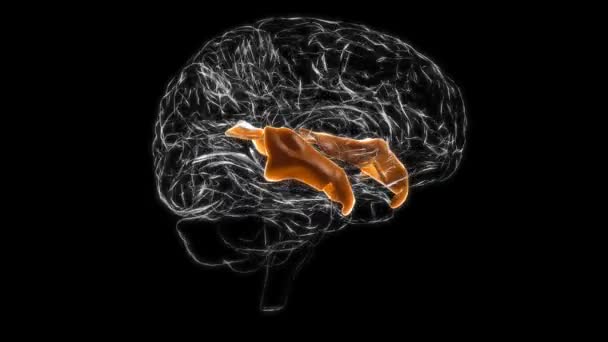 Brain Anterior Part Superior Temporal Gyrus Anatomy Medical Concept Animation — Vídeos de Stock