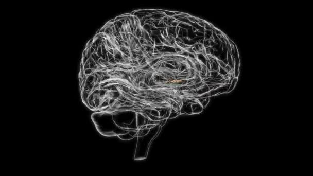Brain Anterior Commissure Anatomy Medical Concept Animation — стоковое видео