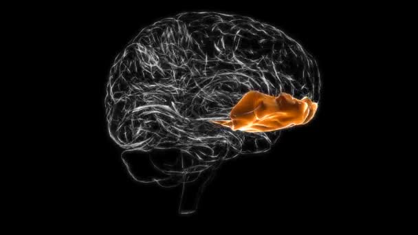 Мозок Орбітальна Звивина Анатомія Медичної Концепції Анімація — стокове відео