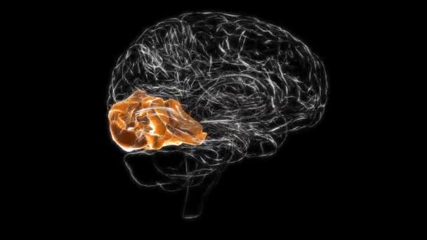 Мозок Потилична Частка Анатомія Медичної Концепції Анімація — стокове відео