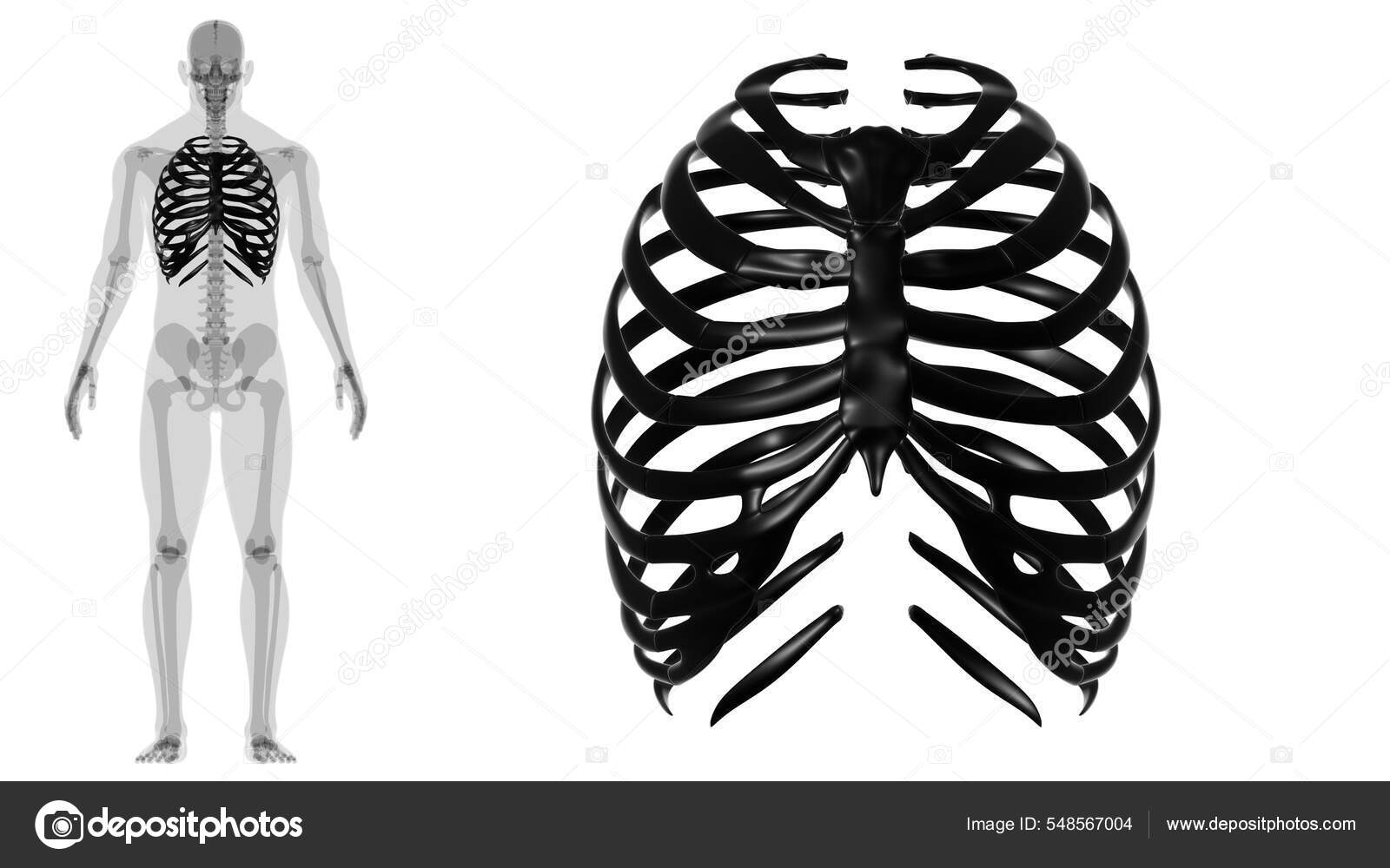Human Skeleton Anatomy Rib Cage Rendering Medical Concept Stock Photo by ©My_box_pra 548567004