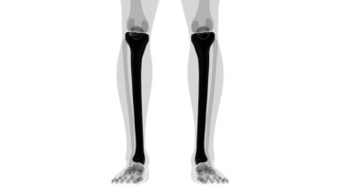 İnsan iskeleti anatomisi kaval kemiği 3D Tıbbi Kavram Hazırlama