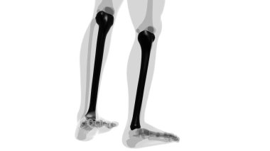 İnsan iskeleti anatomisi kaval kemiği 3D Tıbbi Kavram Hazırlama
