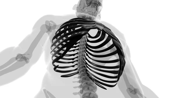 Renderização Humana Gaiola Costela Anatomia Esqueleto Para Conceito Médico — Fotografia de Stock